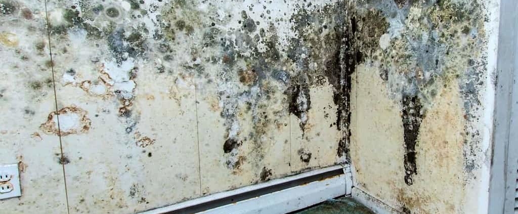 mold moisture