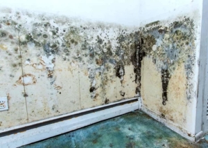 mold moisture